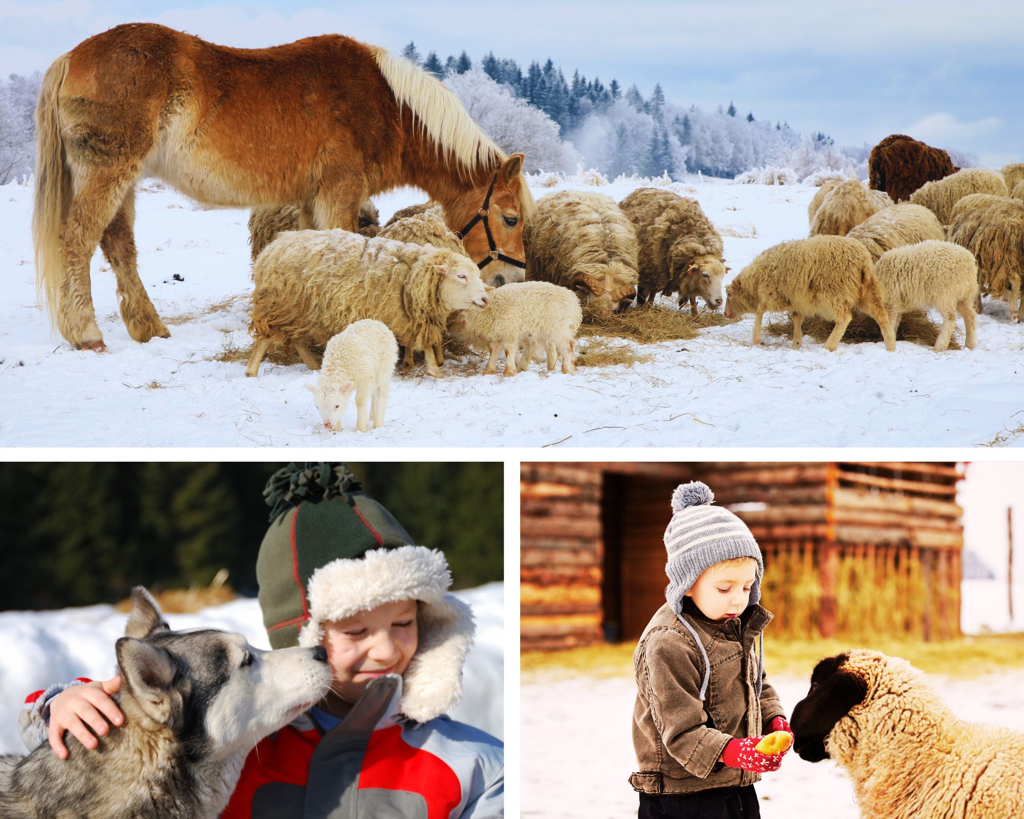 Smiles, snuggles, and fresh country air, Icelandic farm visits are pure joy for little explorers (and grownups too).